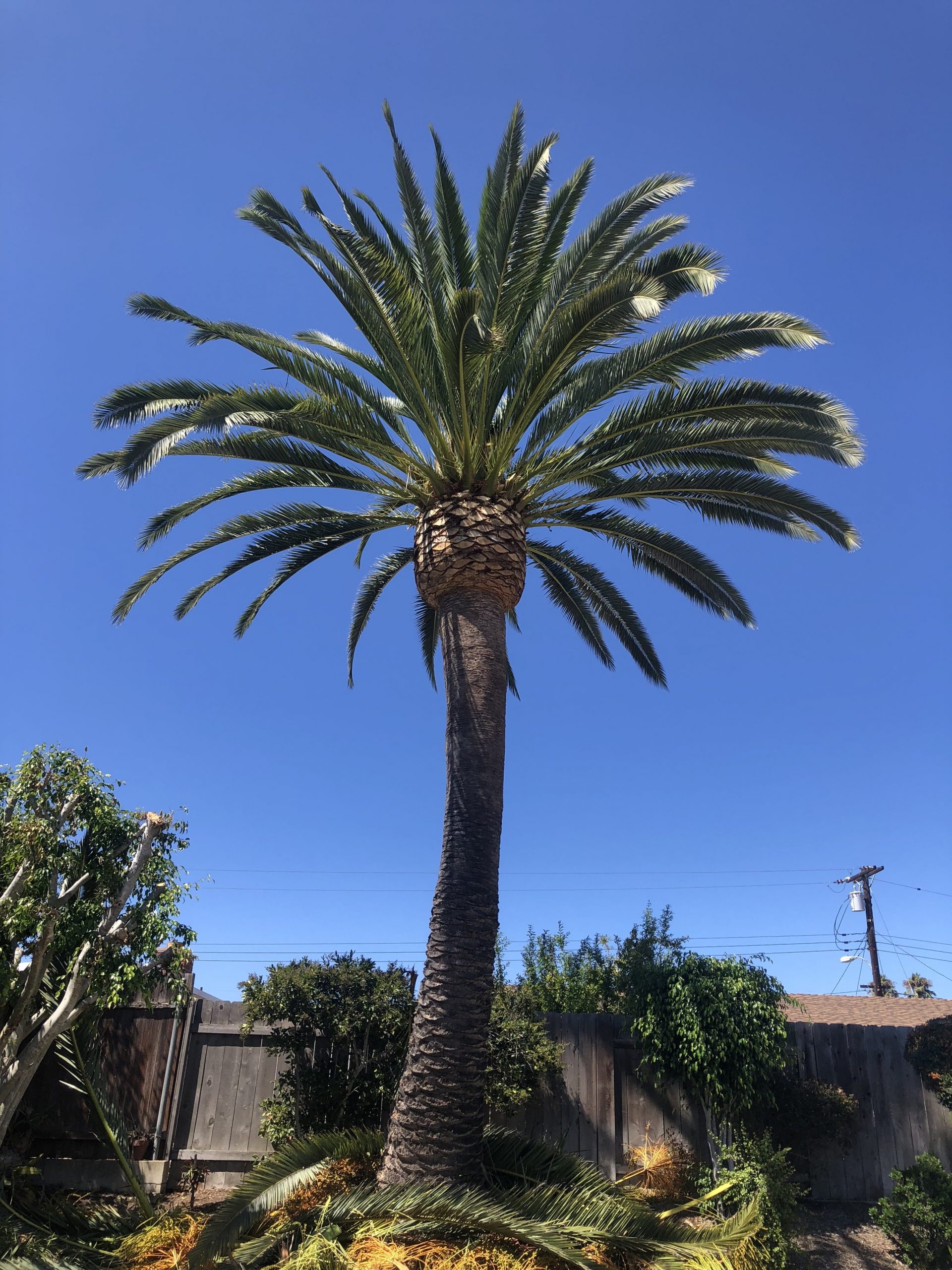 Homestead Tree Service Tree Service Homestead | Full Service Local Tree Expert and Maintenance